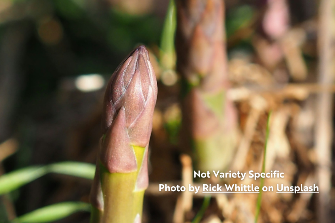 Photo of asparagus shoot rising from the ground