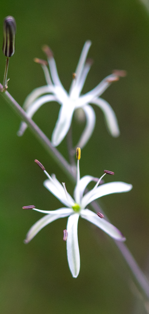Soap Plant